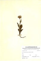 藏品(雪山馬蘭)的圖片
